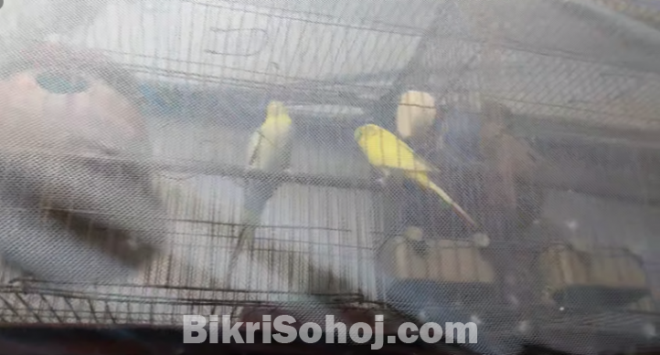 Budgerigar Pakhi with Khacha (বাজিগর পাখি খাঁচা সহ )